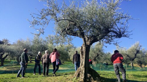 Tour of the Tini Oil Mill with Oil Tasting