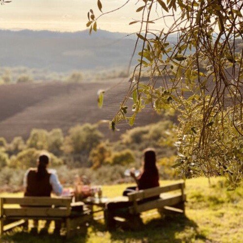 Picnic in the StarsBOX Among Historic Olive Trees of Maremma